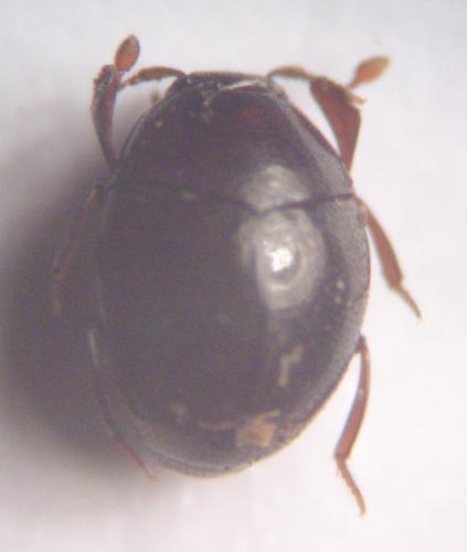 Abraeus perpusillus