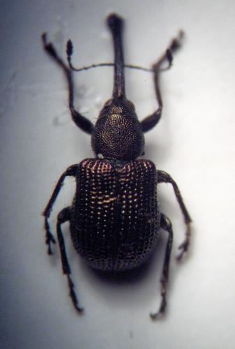 Réf. 27 841 : Neocoenorrhinus minutus