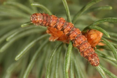 Réf. 27 608 : Hylaea fasciaria