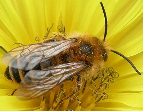 Dasypoda sp.