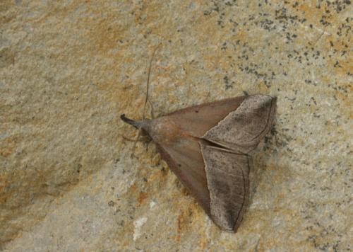 Hypena lividalis