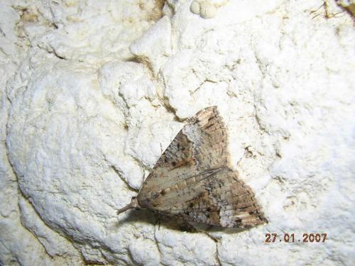 Hypena obsitalis