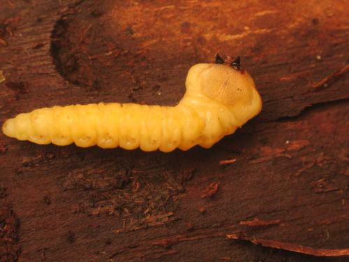 Trachypteris picta decostigma