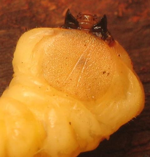 Réf. 27 862 : Trachypteris picta decostigma