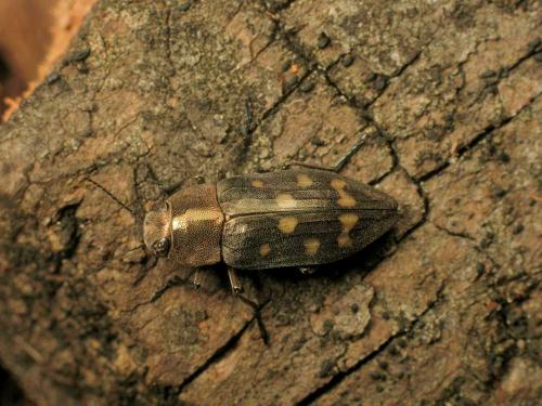 Réf. 27 861 : Trachypteris picta decostigma