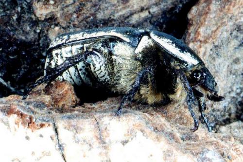 Netocia oblonga