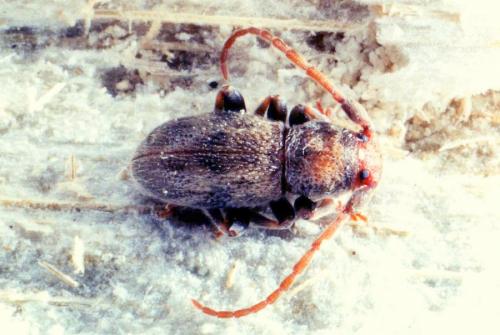 Parmena solieri