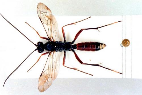 Réf. 27 221 : Hoplocryptus femoralis