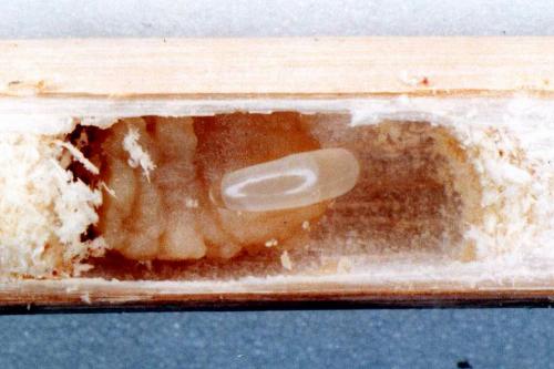 Réf. 27 246 : Ceratina chalcites