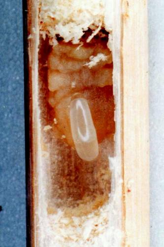 Réf. 27 247 : Ceratina chalcites