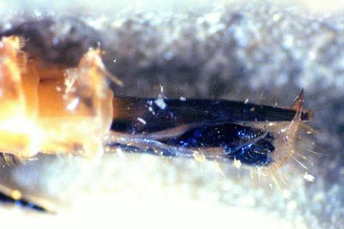 Mordellistena sp.