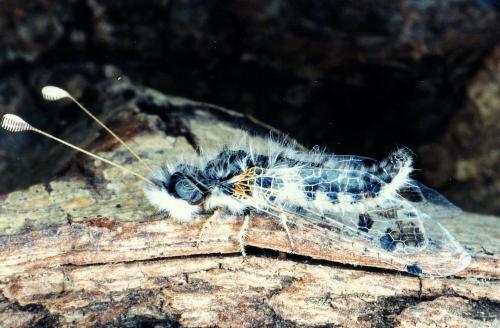 Réf. 27 429 : Puer maculatus