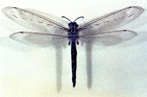 Réf. 27 458 : Acanthaclisis occitanica