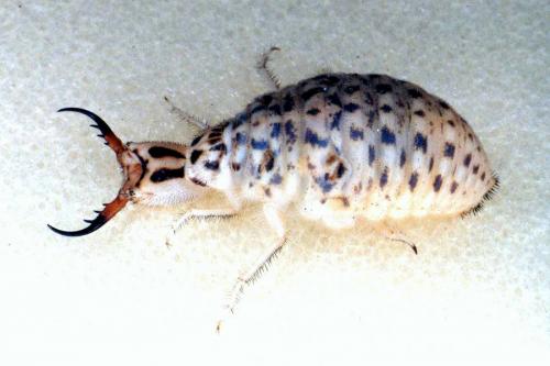 Synclisis baetica