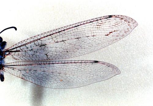 Acanthaclisis occitanica