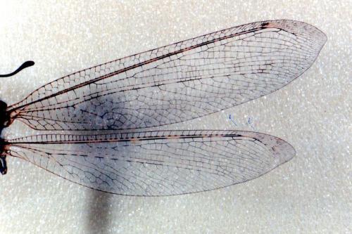 Réf. 27 489 : Synclisis baetica