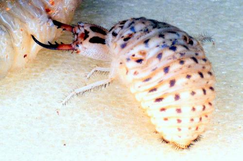 Synclisis baetica