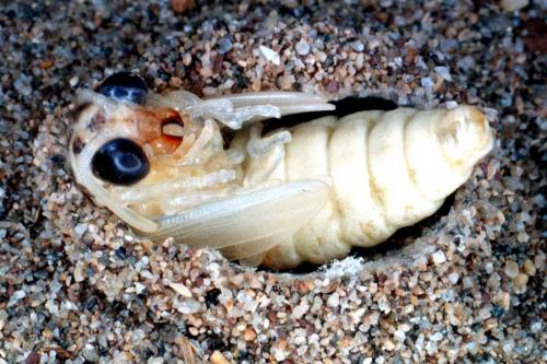 Synclisis baetica