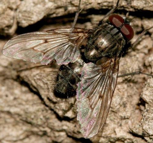 Réf. 27 208 : Helina evecta