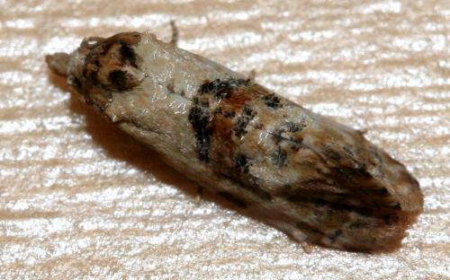 Réf. 27 281 : Cochylis molliculana