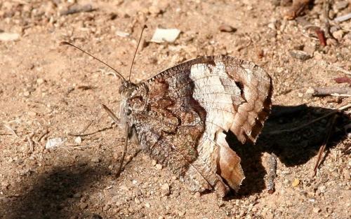 Hipparchia sp.