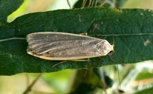Eilema lurideola