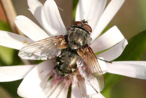 Pollenia sp.