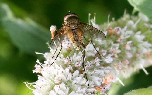 Dexiinae
