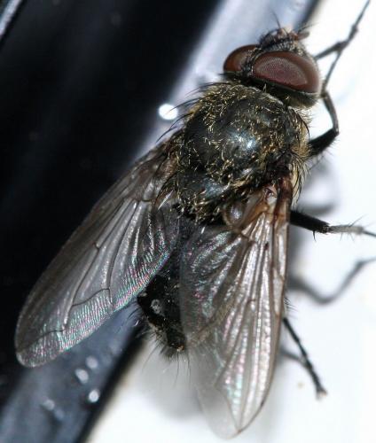 Réf. 27 209 : Pollenia sp.