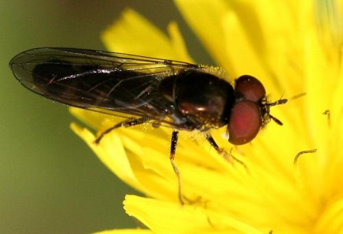 Réf. 27 494 : Platycheirus sp.