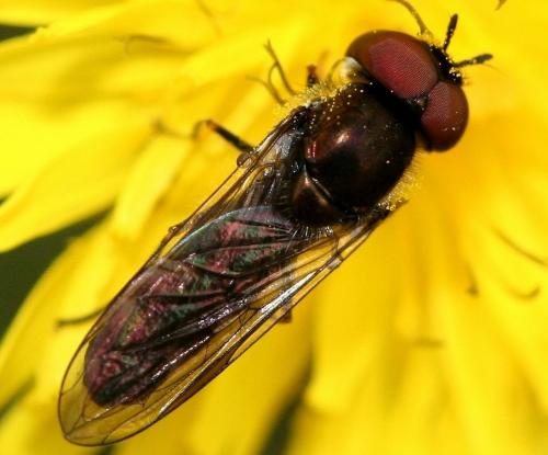 Réf. 27 495 : Platycheirus sp.