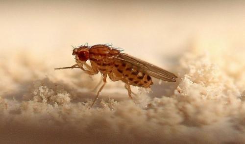 Drosophila busckii
