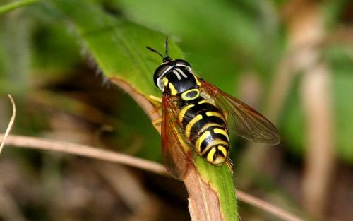 Chrysotoxum verralli