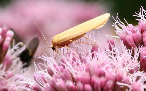 Réf. 27 433 : Eilema sp.