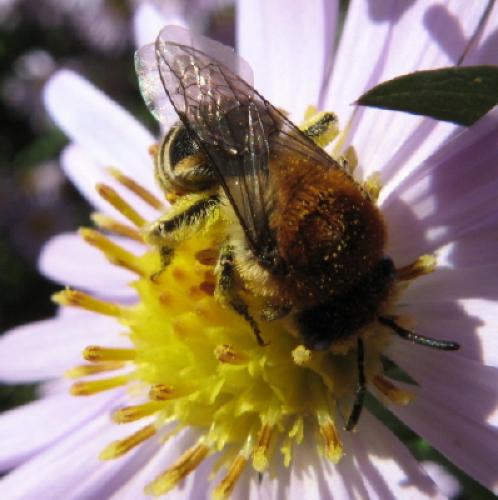 Colletes sp.