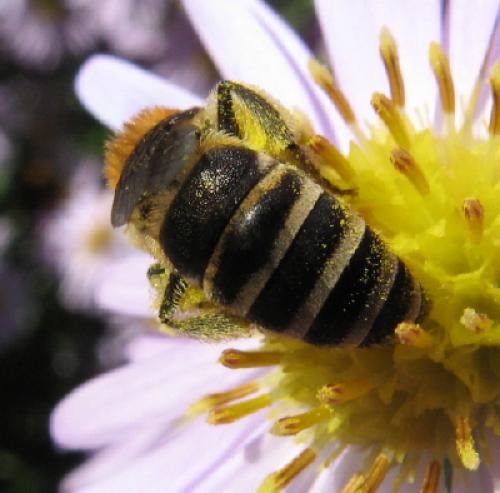 Colletes sp.
