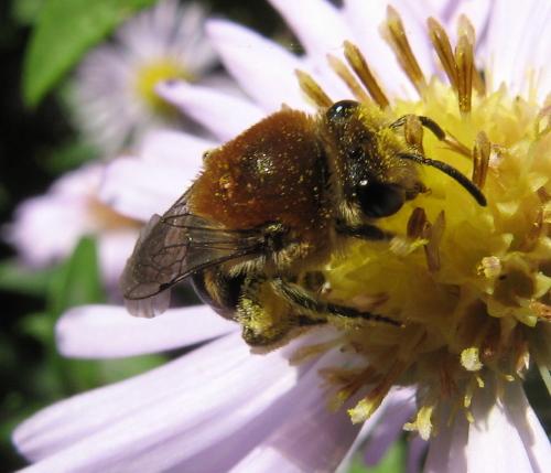 Colletes sp.