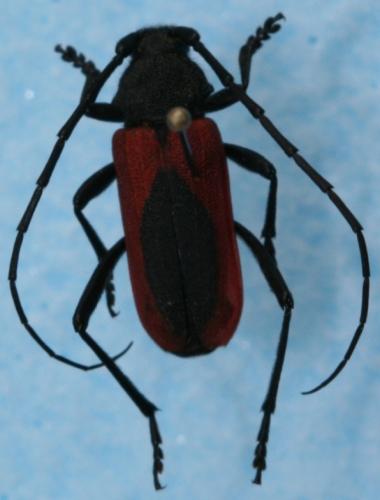 Purpuricenus kaehleri