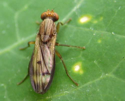 Réf. 27 275 : Opomyza germinationis