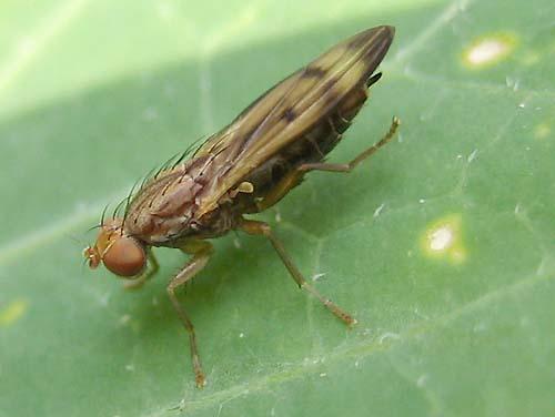 Opomyza germinationis