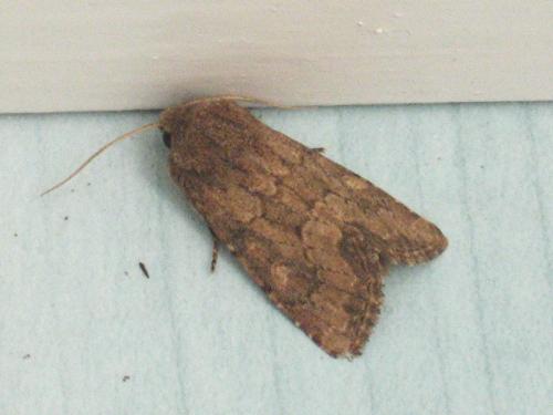 Luperina testacea