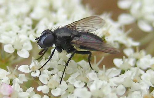 Rhinophora lepida