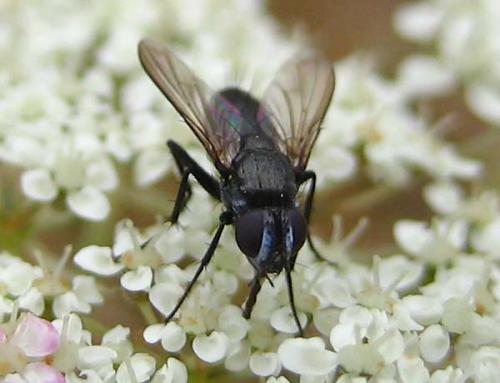 Rhinophora lepida