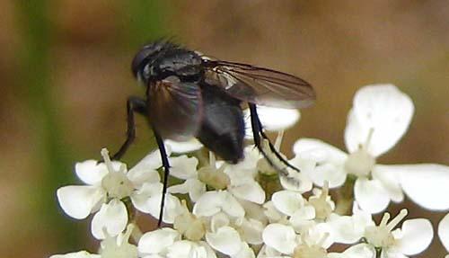 Rhinophora lepida