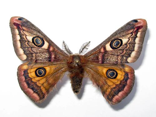 Réf. 27 933 : Saturnia pavonia