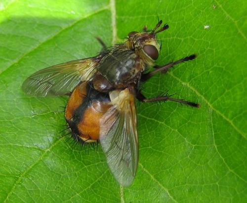 Réf. 27 274 : Tachina sp.