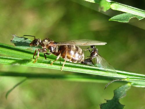 Réf. 27 190 : Lasius sp.