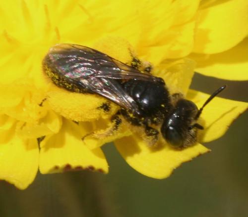 Réf. 27 910 : Panurgus sp.