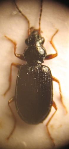 Bembidion latinum