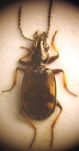 Réf. 27 097 : Bembidion callosum